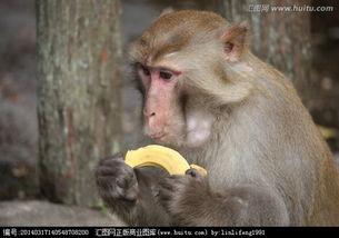 猴子吃瓜这篇短文,趣味盎然的生态小故事