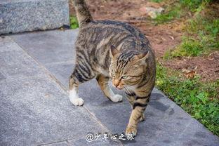 吃瓜群众和吃瓜猫咪,趣味横生的动物世界