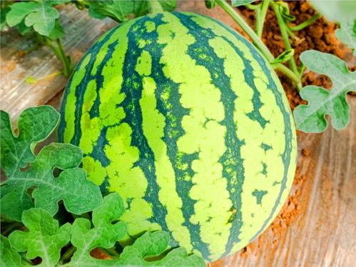 最新的网络吃瓜,揭秘娱乐圈最新热点事件