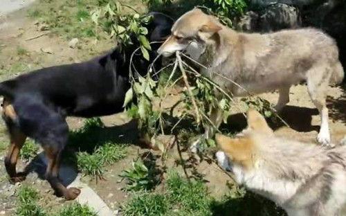 恶犬怎么吃瓜,一场意外引发的趣味事件