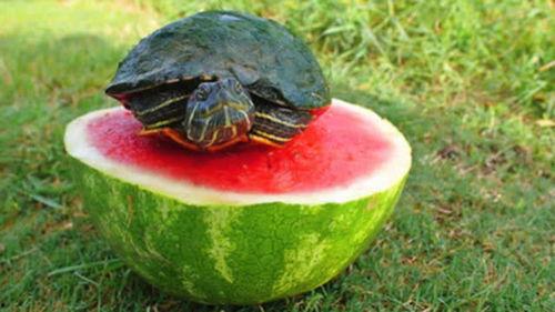 巴西龟吃瓜,瓜果盛宴探秘