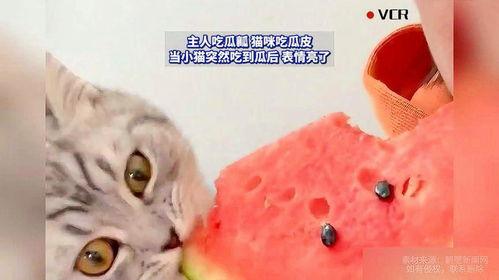 吃猫咪的瓜,揭秘吃猫瓜背后的惊人真相