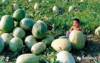 山东传媒吃瓜,揭秘幕后风云