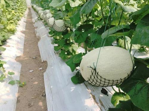 国庆景区吃瓜,揭秘景区美食背后的故事