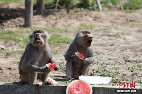 吃瓜树林,揭秘娱乐圈背后的秘密花园