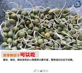 吃瓜发芽了,揭秘瓜类食品的神奇生长之旅
