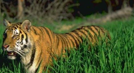 猛虎吃瓜视频大全,揭秘热门视频背后的趣味与真相