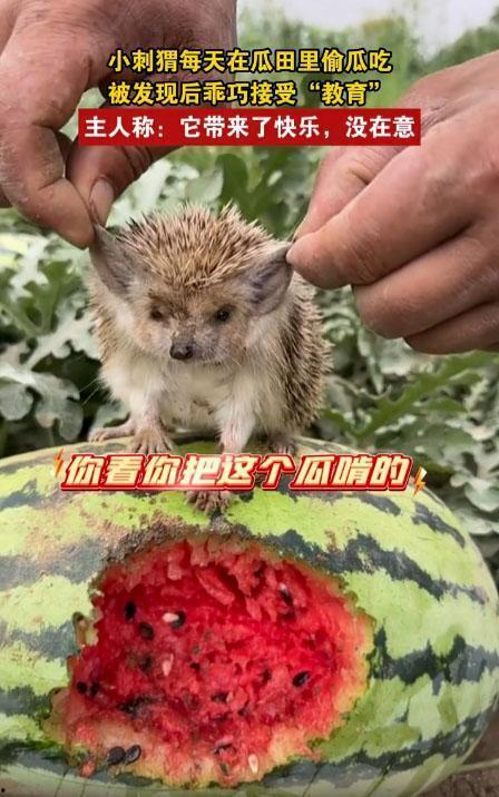 哪个动物吃瓜的,揭秘哪种动物最爱吃瓜